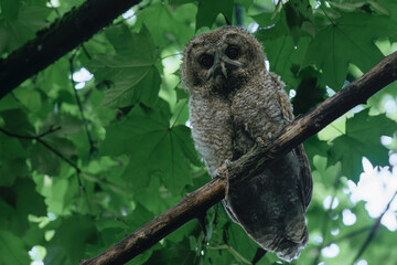 great horned owl in the wood