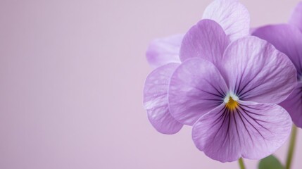 Obraz premium A soft lilac violet against a muted lilac background, close-up shot, Minimalist style