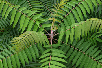 Bl&auml;ttergeometrie 24