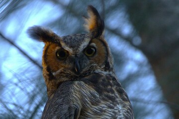 Owl in the tree