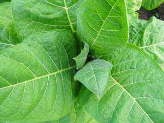 Tobacco plants in the field, growing tobacco in natural conditions, Leaves of plants for making cigarettes