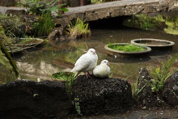 Pair of White Birds in front of a Pond