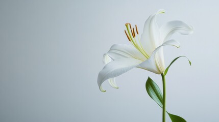 Fototapeta premium A solitary lily against a light grey background, close-up shot, Minimalist style