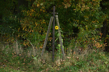Sonnenblumenmast 24