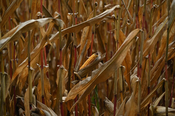Maiskolbenherbst 24