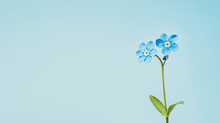 Obraz premium A vibrant blue forget-me-not against a soft sky blue background, close-up shot, Minimalist style