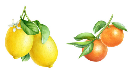 Watercolor illustrations of the lemon and mandarin tree branches with ripe fruits and green leaves
