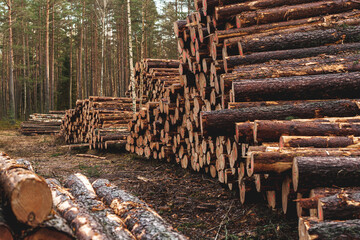 Logs ready for transport in a forest. Forestry industry, wood production, and logging.
