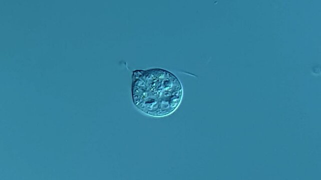 Single cell flagellate eukaryotes under microscope 