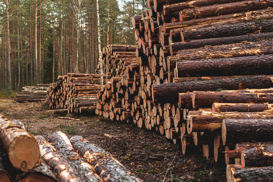 Logs ready for transport in a forest. Forestry industry, wood production, and logging.