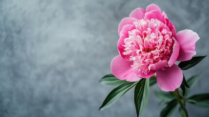 Fototapeta premium A vibrant pink peony against a subtle silver-gray backdrop, close-up shot, Stock photo library style