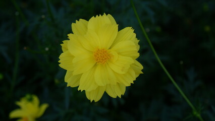 A single yellow Cosmos with green leaves background