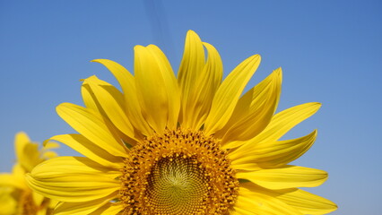 Close up top half of beautiful yellow Sunflower with blue sky