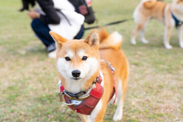  a Shiba Inu happily playing on a lush green grass field. With its alert expression and curled tail, the Shiba Inu exudes confidence and independence. The vibrant green grass serves as the perfect bac