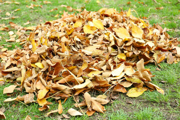 Pile of fallen autumn leaves on green grass