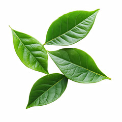 Fototapeta premium Realistic green leaves isolated on transparent background Generative Ai.