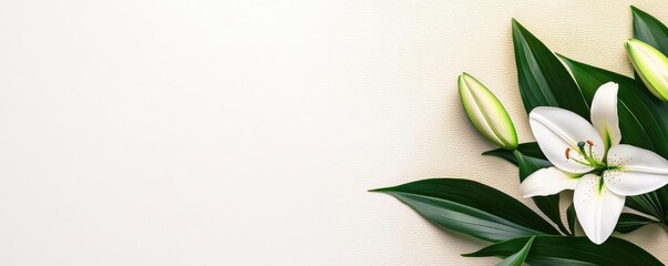 Lily leaves abstract background concept. Elegant white lily with lush green leaves, perfect for floral designs and backgrounds.