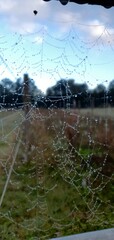 Spinne