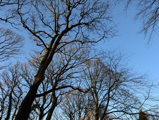 Winter tree canopy in a British park, with bright blue sky