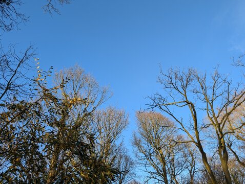 Winter tree canopy in a British park, with bright blue sky - Powered by Adobe