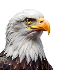 Obraz premium american bald eagle