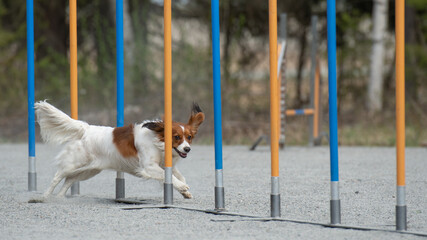 Kooikerhondje doing slalom on a dog agility course