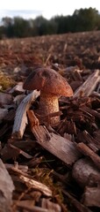 Mushroom