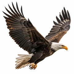 Obraz premium bald american eagle isolated