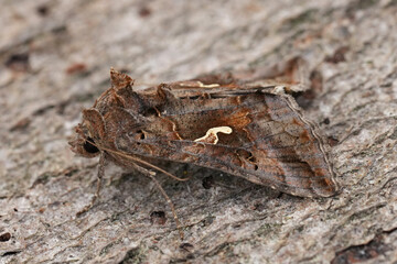 Closeup on a Silver Y owlet moth, Autopgrapha gamma on a peice of wood