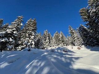 Picturesque canopies of alpine trees in a typical winter atmosphere in the Swiss Alps and over the tourist resort of Davos - Canton of Grisons, Switzerland (Kanton Graubünden, Schweiz)