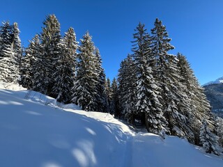 Picturesque canopies of alpine trees in a typical winter atmosphere in the Swiss Alps and over the tourist resort of Davos - Canton of Grisons, Switzerland (Kanton Graubünden, Schweiz)