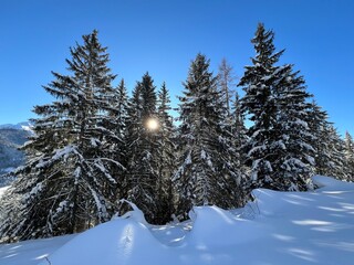 Fototapeta premium Picturesque canopies of alpine trees in a typical winter atmosphere in the Swiss Alps and over the tourist resort of Davos - Canton of Grisons, Switzerland (Kanton Graubünden, Schweiz)