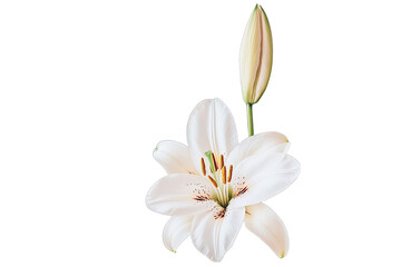 Naklejka premium Lily harmony concept. A beautiful white lily bloom showcasing its delicate petals and budding flower.