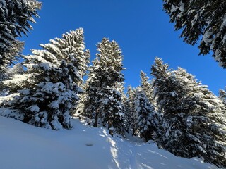 Picturesque canopies of alpine trees in a typical winter atmosphere in the Swiss Alps and over the tourist resort of Davos - Canton of Grisons, Switzerland (Kanton Graubünden, Schweiz)
