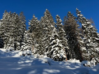 Picturesque canopies of alpine trees in a typical winter atmosphere in the Swiss Alps and over the tourist resort of Davos - Canton of Grisons, Switzerland (Kanton Graubünden, Schweiz)