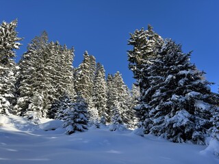 Picturesque canopies of alpine trees in a typical winter atmosphere in the Swiss Alps and over the tourist resort of Davos - Canton of Grisons, Switzerland (Kanton Graubünden, Schweiz)