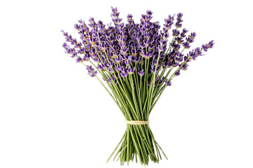Fototapeta premium Lavender calming concept. A vibrant bouquet of lavender flowers wrapped and ready for display.