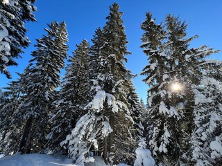Picturesque canopies of alpine trees in a typical winter atmosphere in the Swiss Alps and over the tourist resort of Davos - Canton of Grisons, Switzerland (Kanton Graub&uuml;nden, Schweiz)