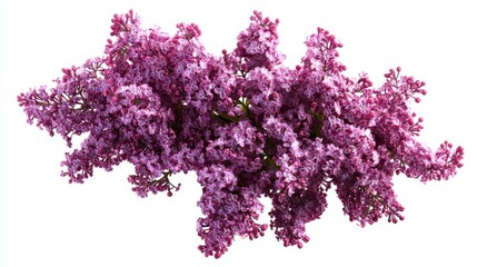 Obraz premium An intricate view of a cluster of purple lilacs with their fragrant blossoms and woody stems, isolated white background, minimalist art style