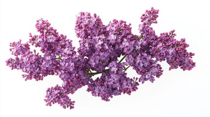 Obraz premium An intricate view of purple lilac blossoms with their fragrant flowers and woody stems, isolated white background, minimalist art style