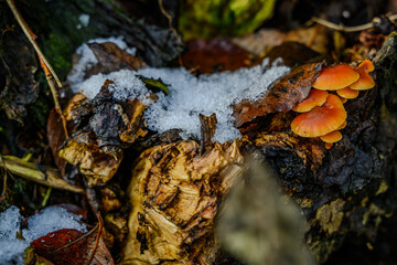 Schneebedeckte Pilze an einem Baumstamm