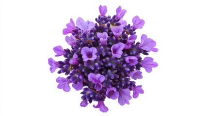 Close-up of a cluster of purple lavender flowers, isolated white background, minimalistic art style