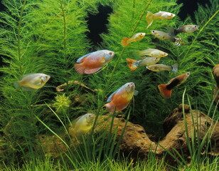 Poisson d'aquarium .