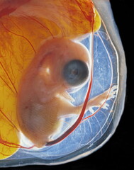 Embryologie du poussin © Labat-Rouquette