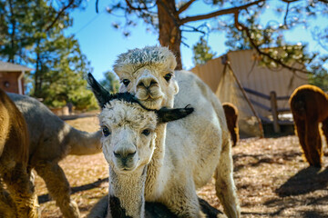 2024-12-20 CLOSE UP OF TWO ALPCAS LYING TOGETHER ON TH GROUND WITH HEADS TOUCHING LOOKING STRAIGHT INTO THE CAMERA IN CASTLE ROCK COLORADO © Michael J Magee