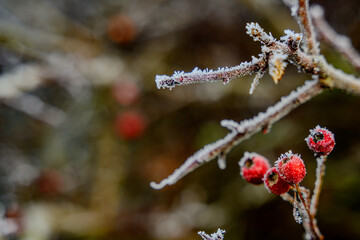 Mit Raureif bedeckte Hagebutten