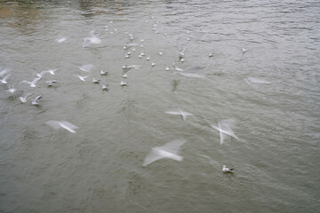 Long exposure time of the flight of seagulls over the water
