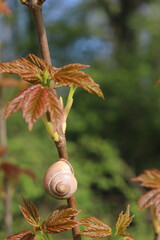 Schneckenhaus am Ast mit Bl&auml;tter