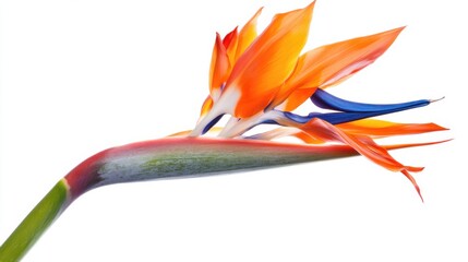 Detailed shot of a tropical bird of paradise flower with its vibrant orange and blue hues, isolated white background, photographic botanical realism style