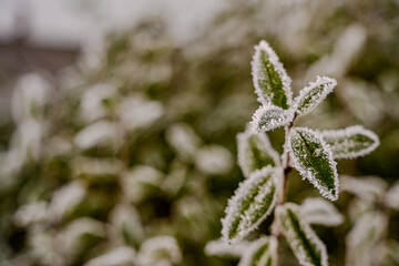Mit Raureif bedeckte Blätter